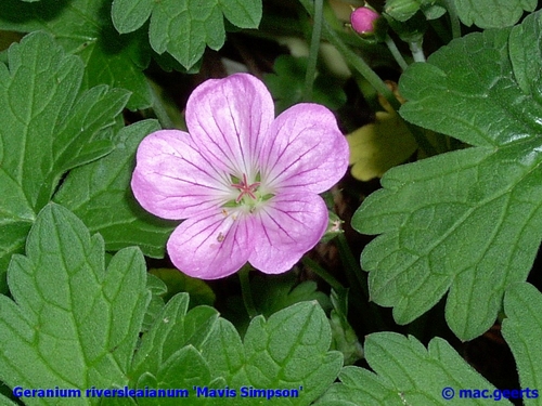 Geranium riversleaianum 'Mavis Simpson'